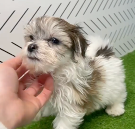 Havachon Puppies For Sale - Puppy Love PR